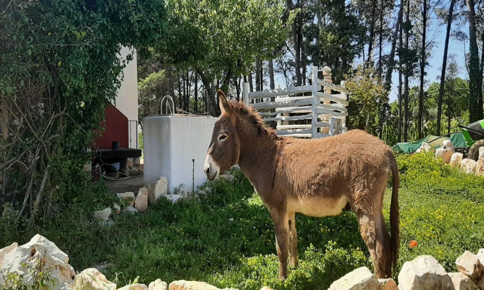 Holiday home Il Trullo Del Contadino