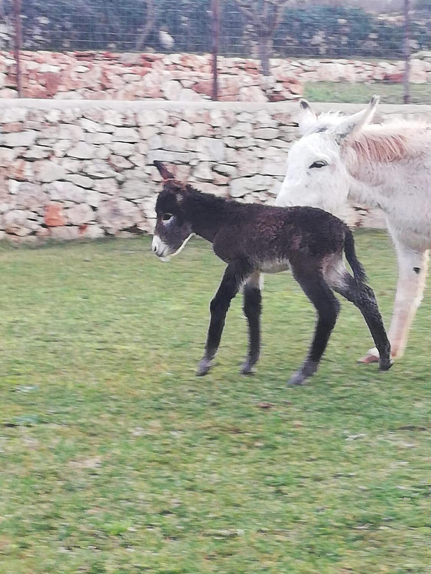 Il Trullo Del Contadino